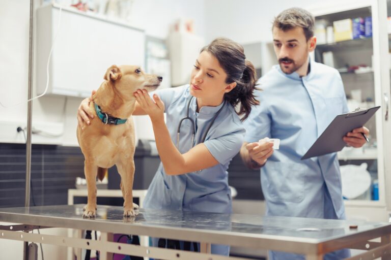 Veterinary Equipment